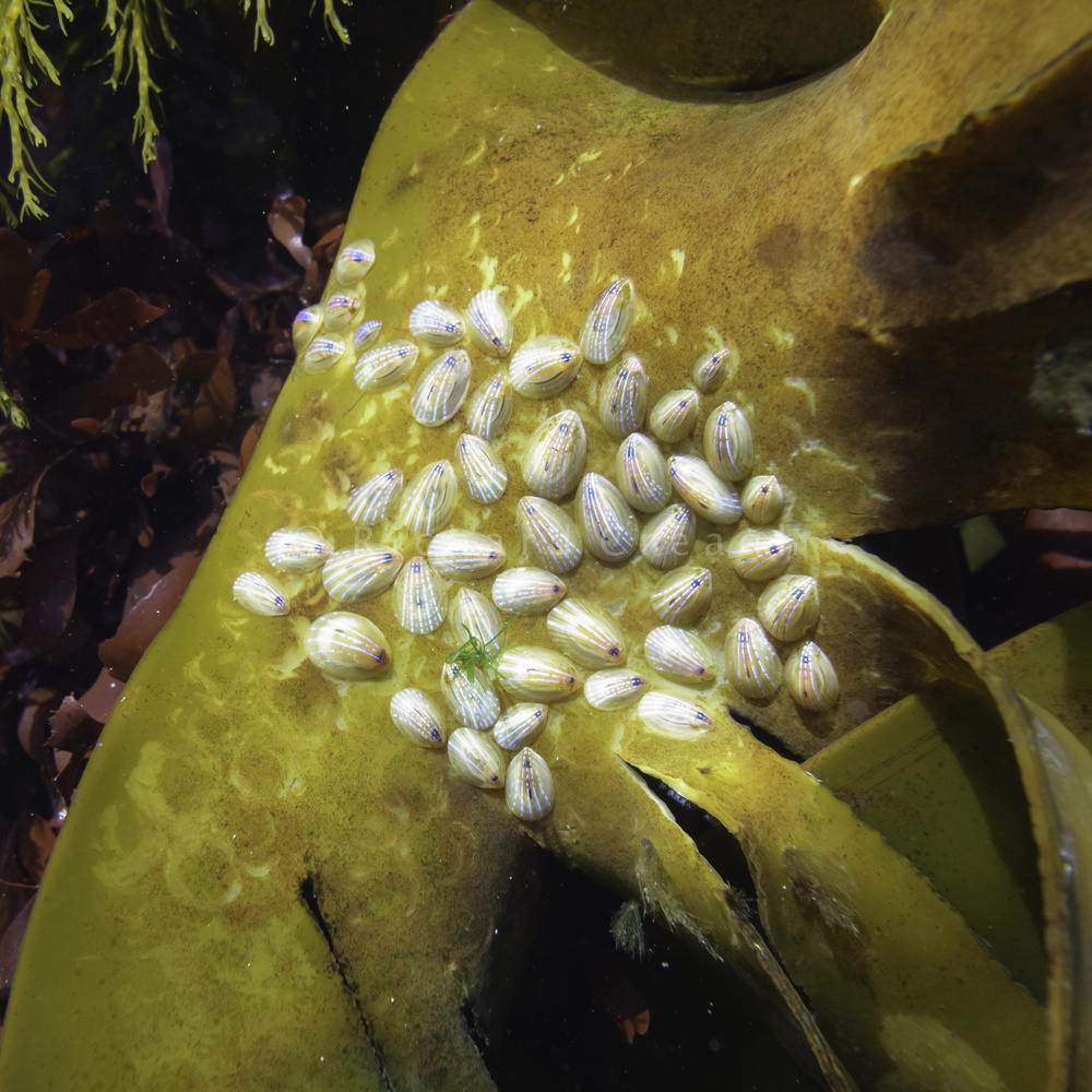 Blue-Rayed Limpets - Wild