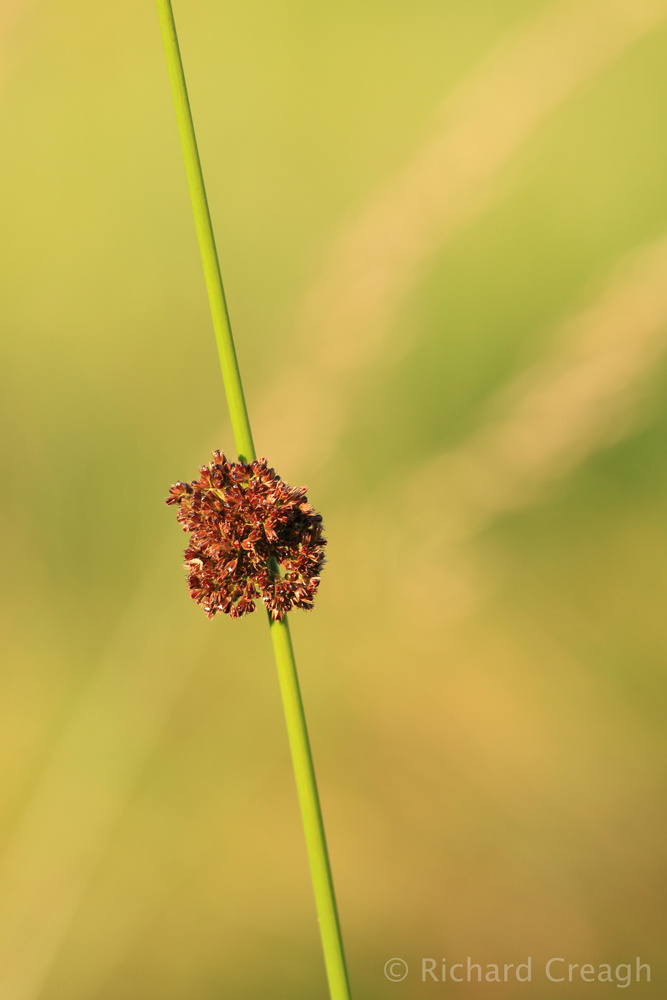 Simplicity - Wild
