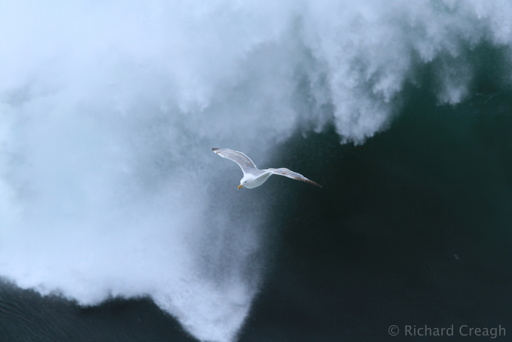 Escaping the Wave - Wild