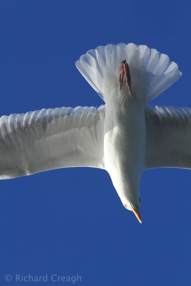 Herring Gull - Wild