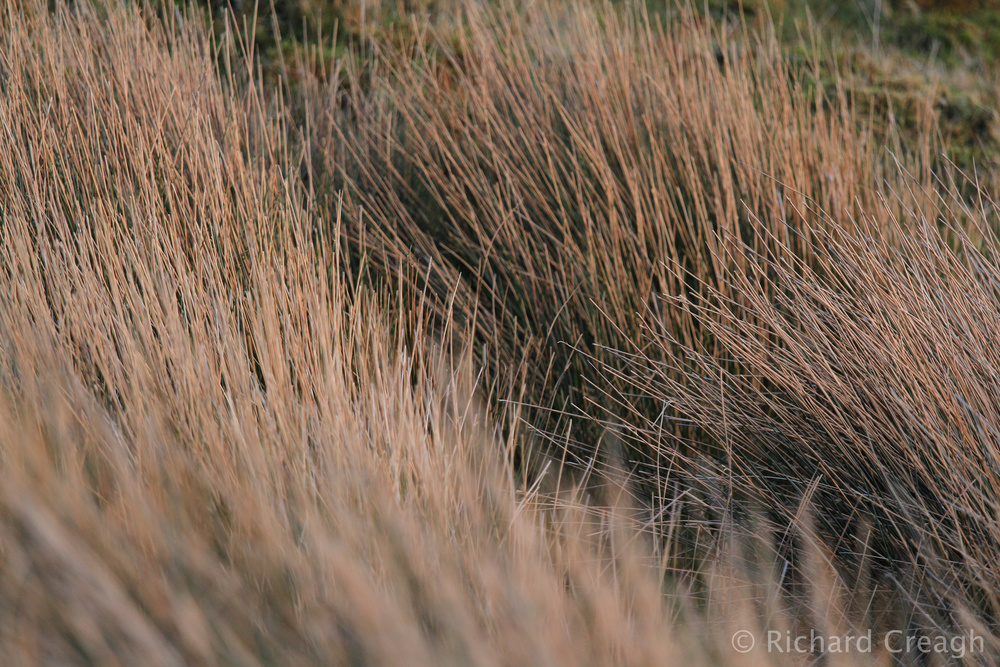 Rushes - Detail