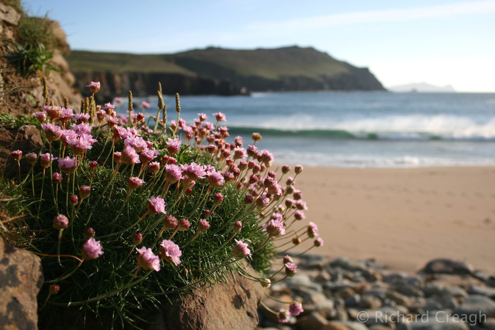 Sea Thrift - Wild