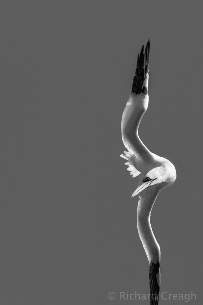 Gannet - Wild