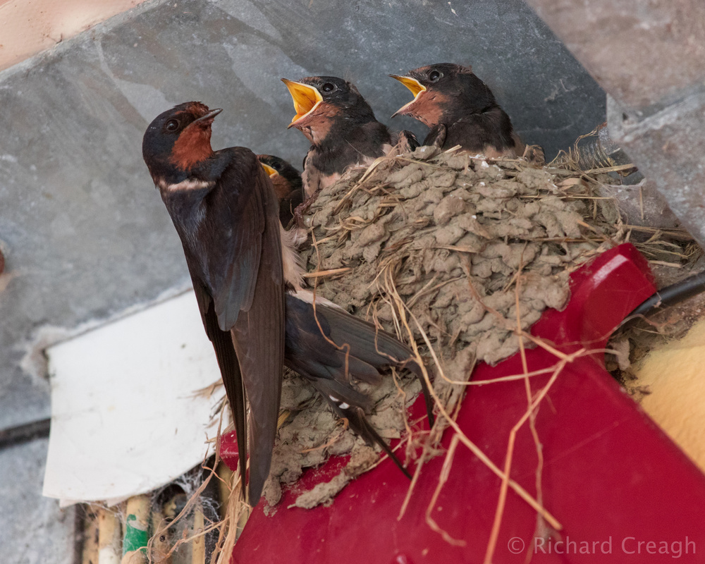 Swallows - Wild