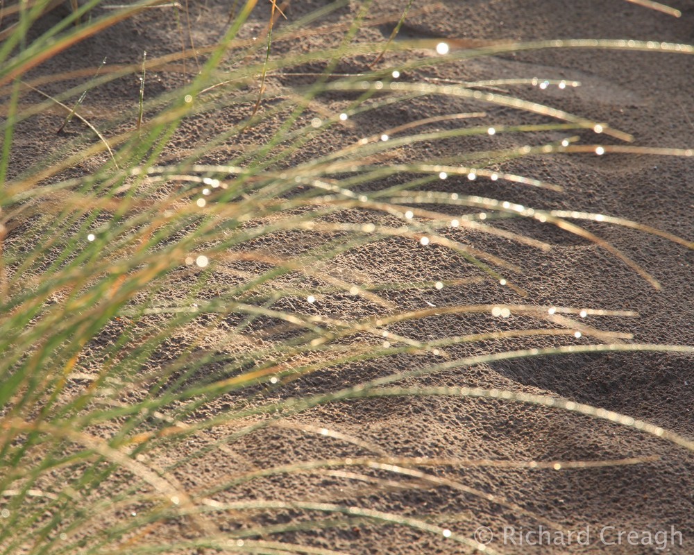 Dewy Morning - Detail