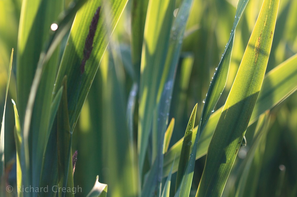 Flag Iris After Rain - Wild