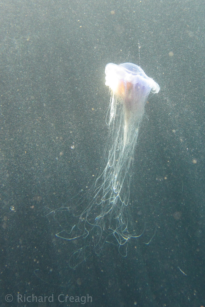 Jelly and Plankton - Wild