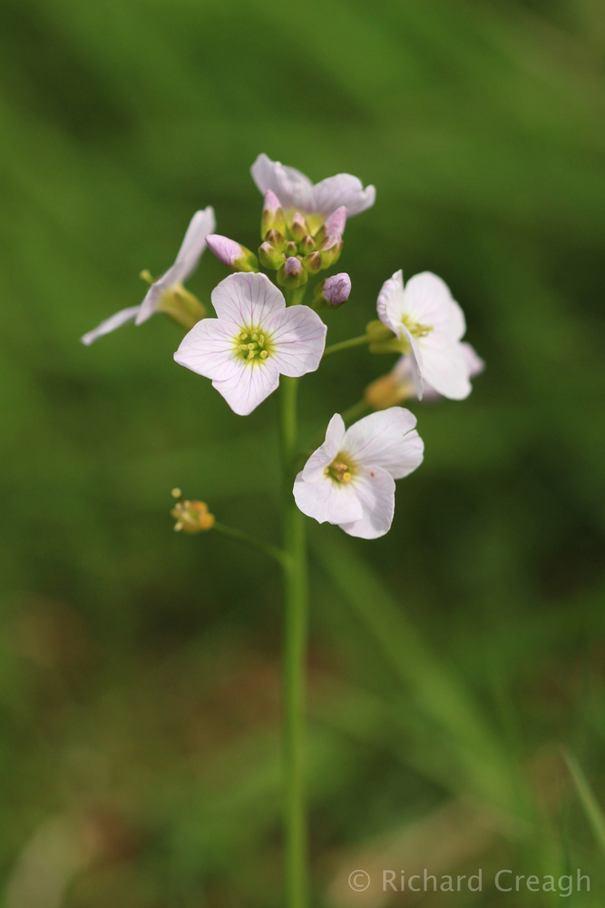Lady's Smock - Wild