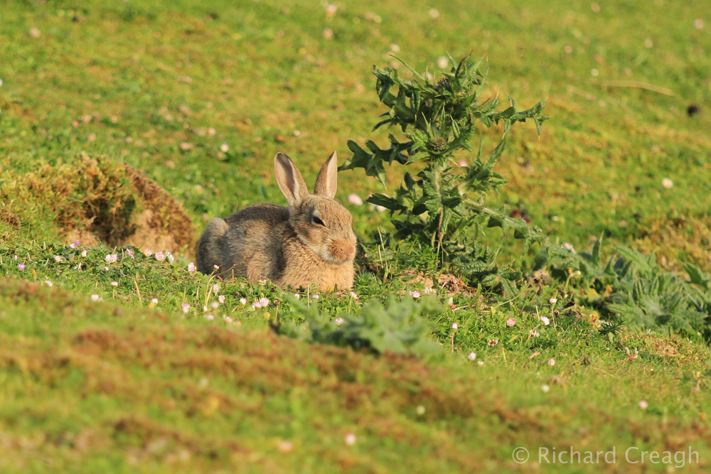 Rabbit Relaxing - Wild