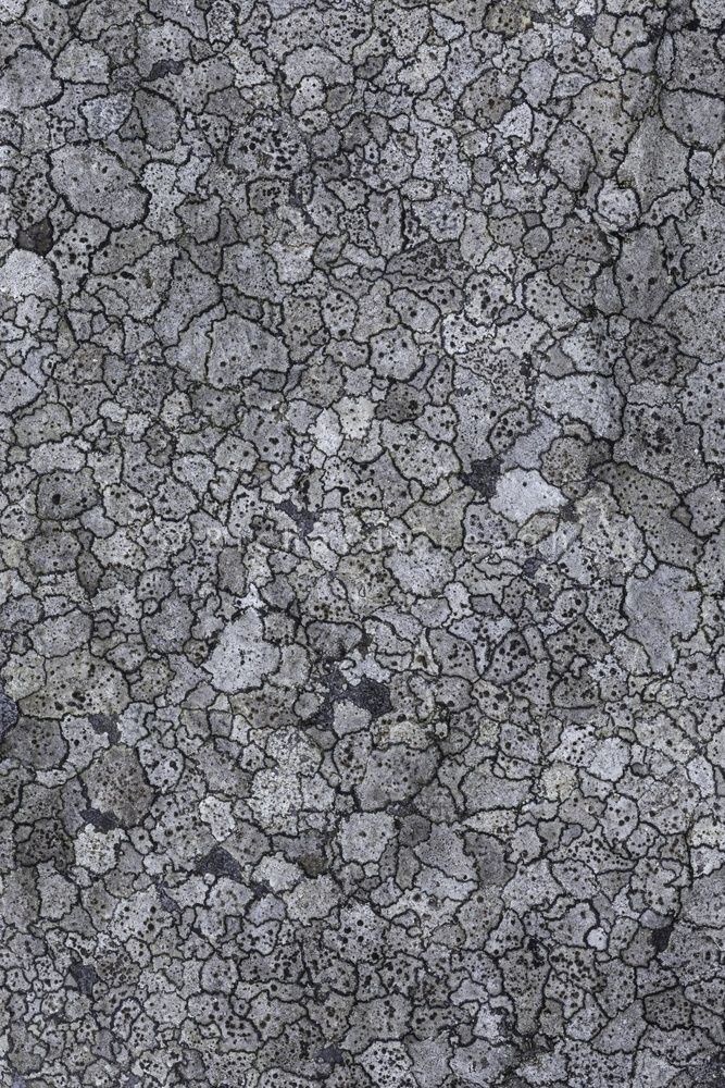 Lichen Map - Detail