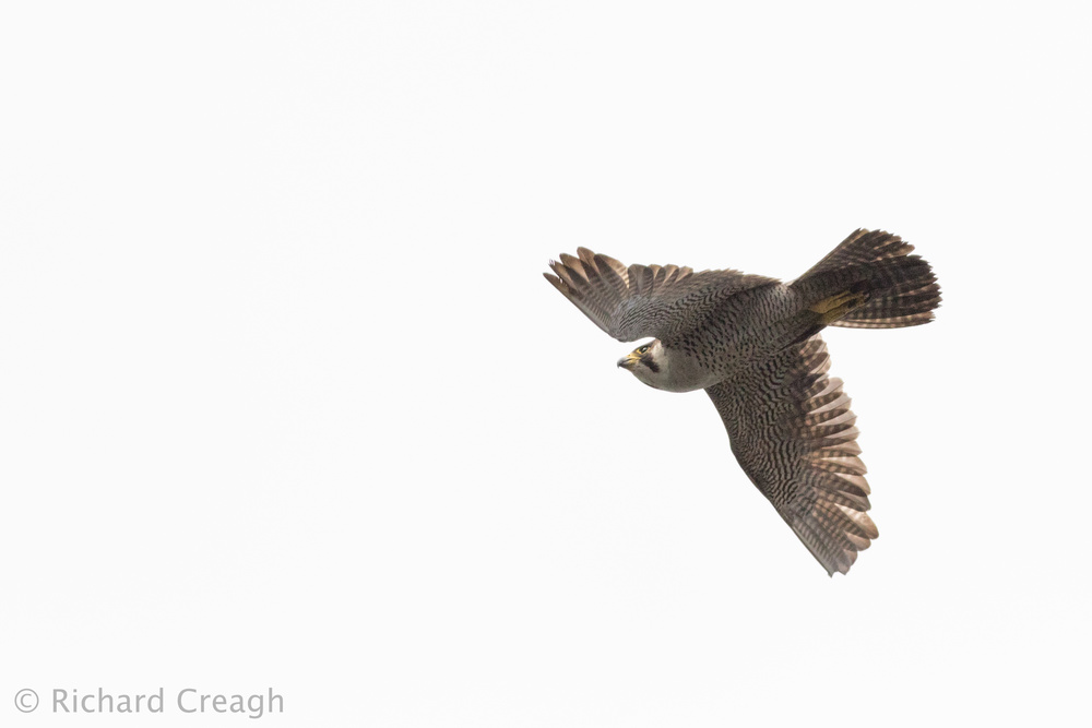 Peregrine on White - Wild