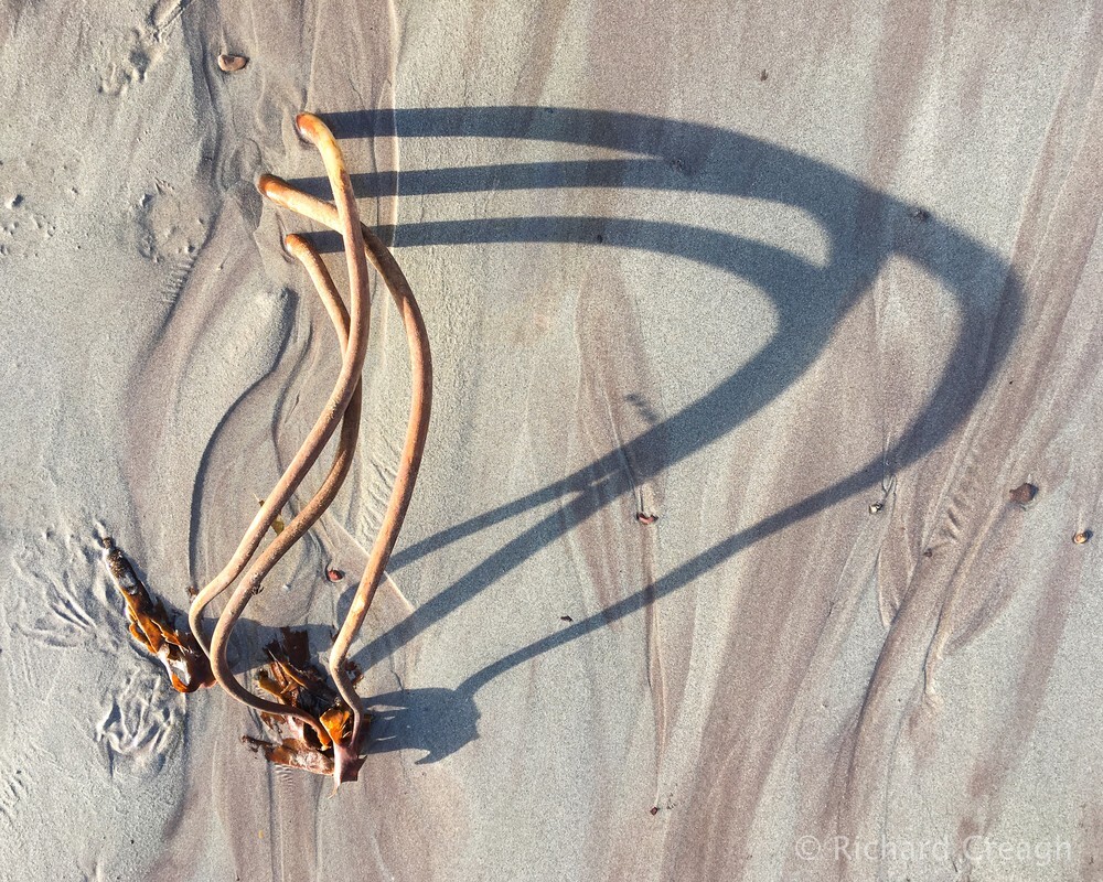Curvy Kelp - Detail
