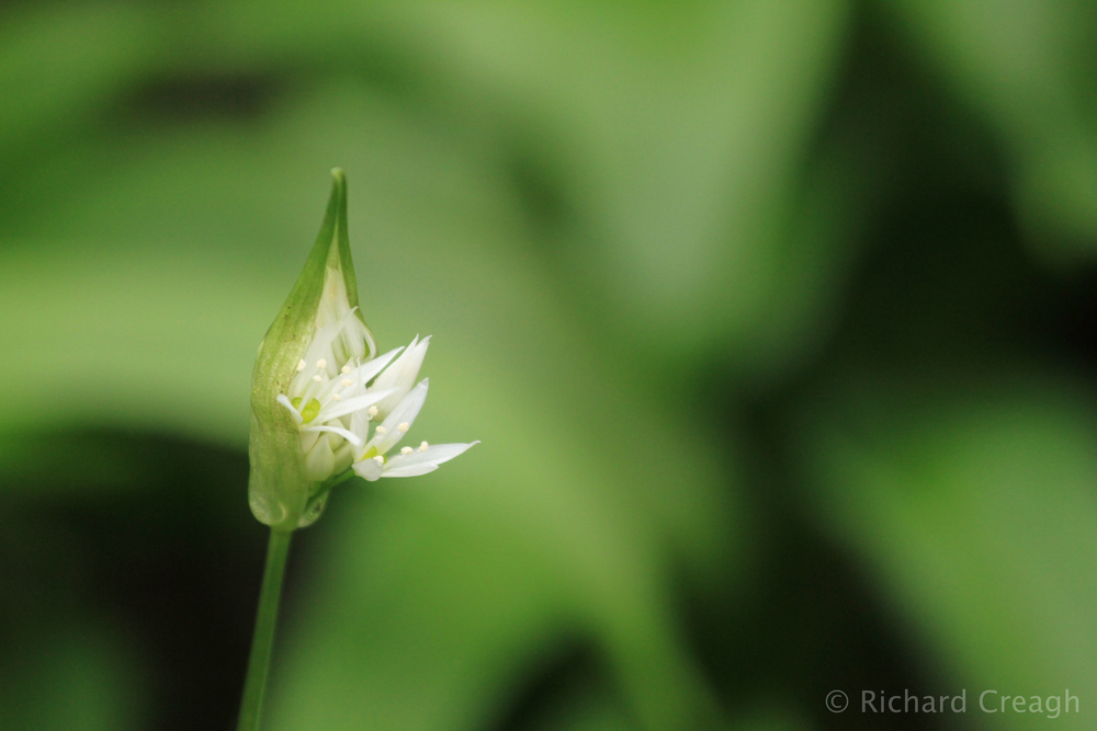 Emerging - Wild