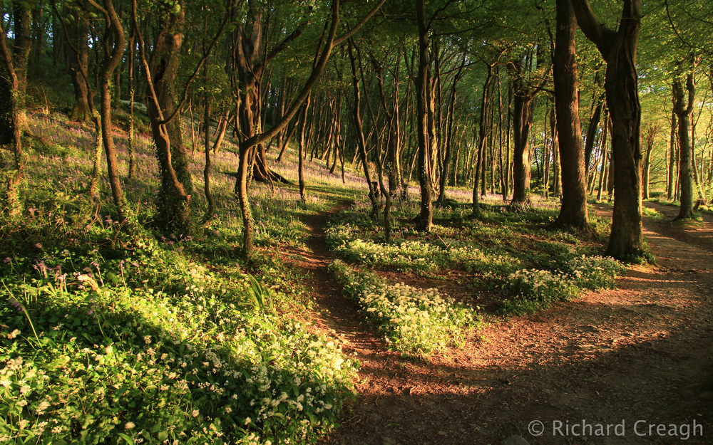 Magic Woods - Ireland