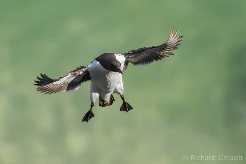 Coming in to Land - Wild
