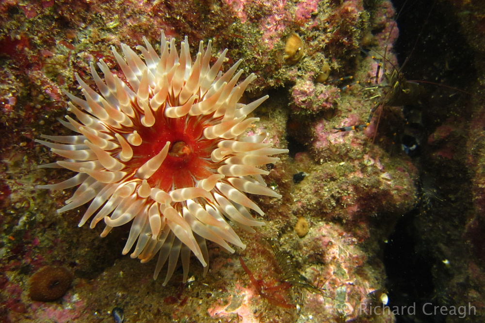 Dahlia Anemone - Wild
