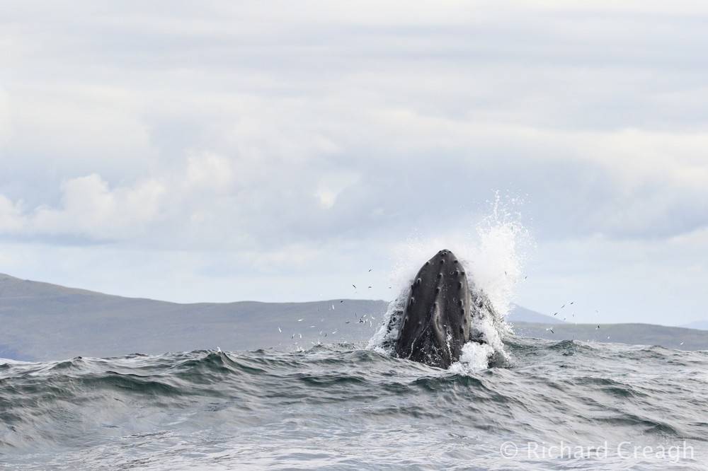 Launching... - Wild