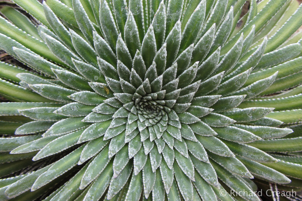 Succulent Circles - Detail