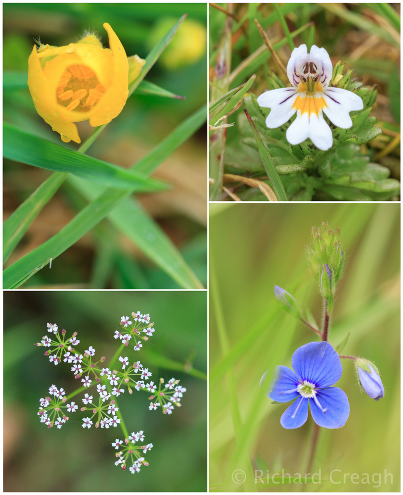May Wildflowers - Wild