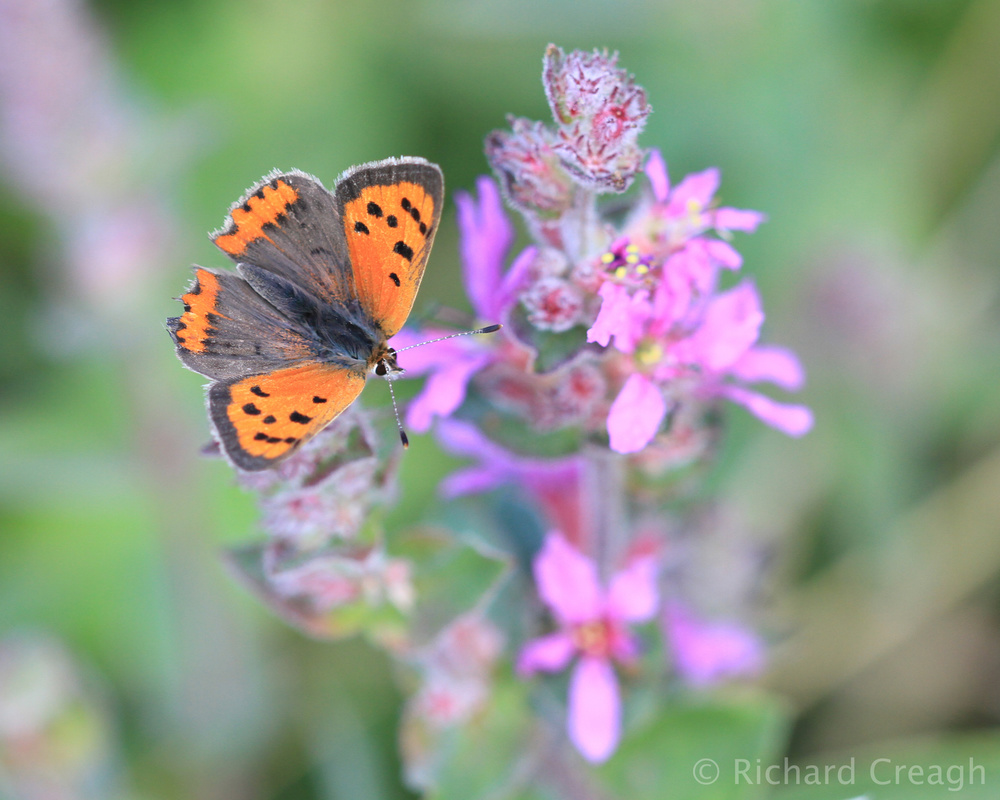 Small Copper - Wild