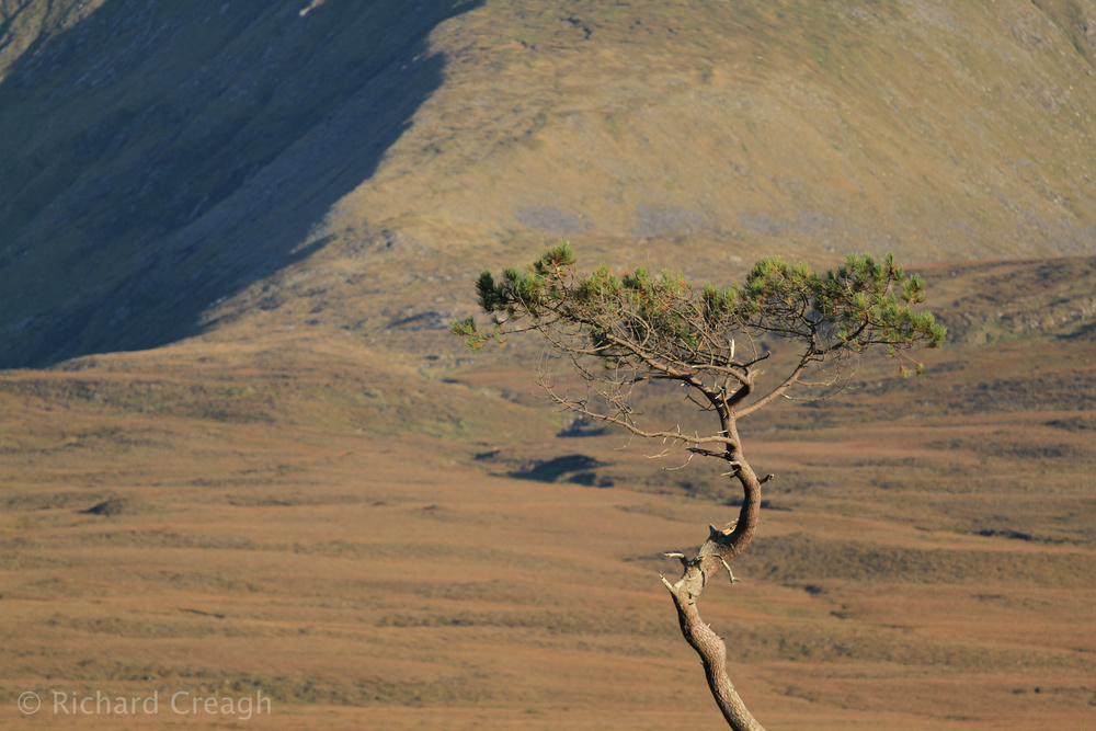 Scot's Pine - Wild
