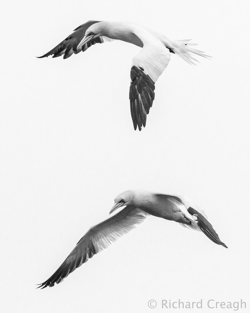 Gannets on White - Wild