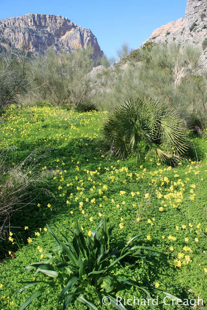 Winter Meadow, El Chorro - Abroad