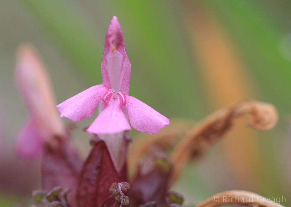 Lousewort - Wild