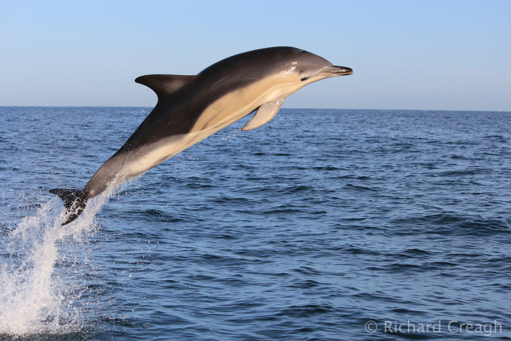 Common Dolphin - Wild