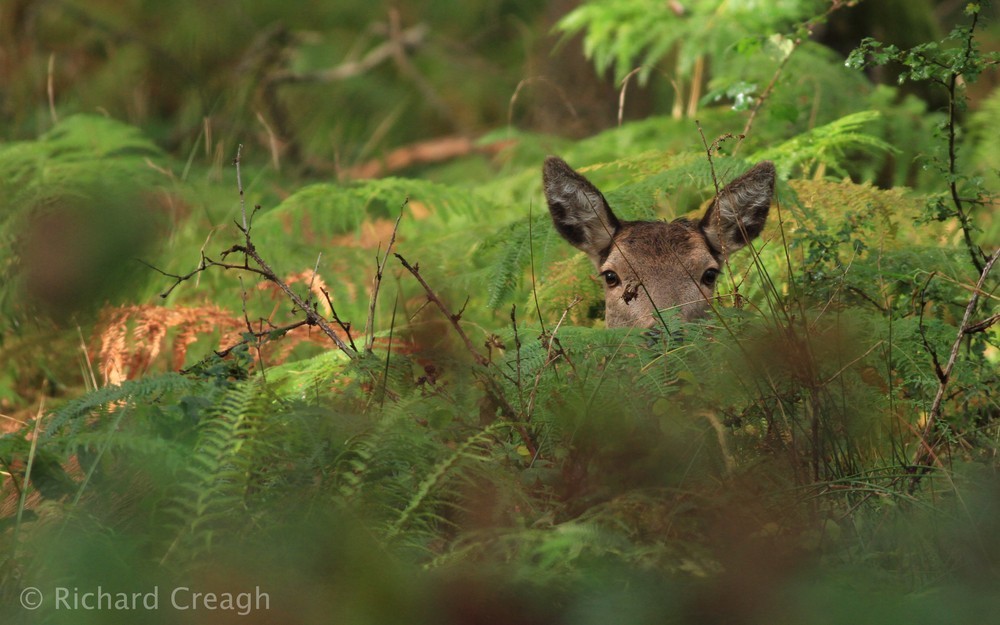 Hind Hiding - Wild