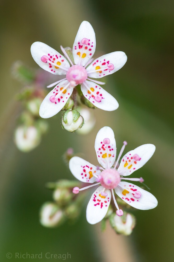 Kidney Saxifrage - Wild