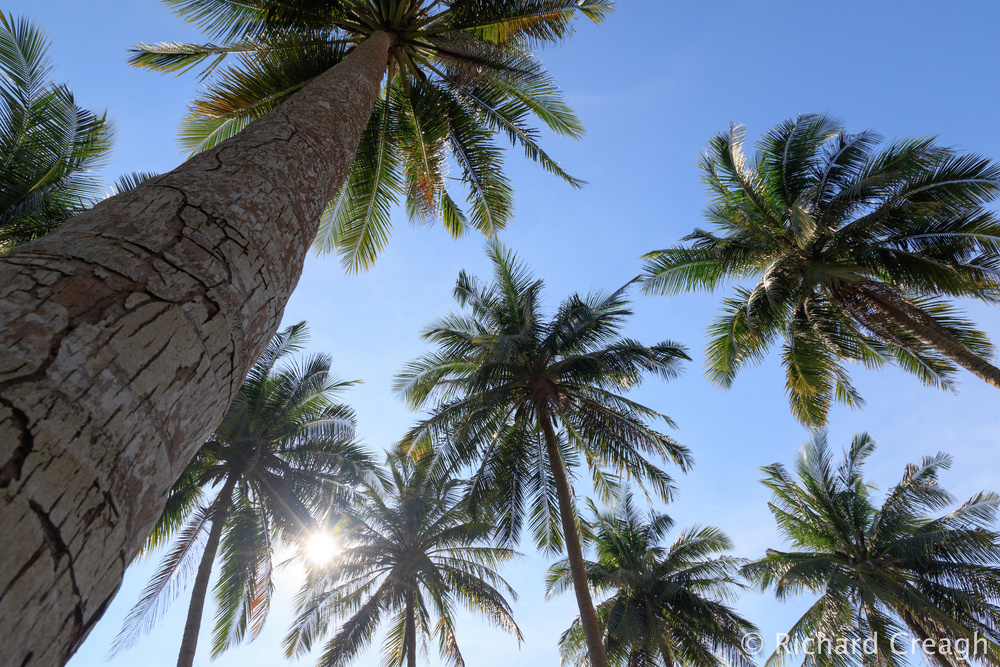 Ko Pu Coconut Palms