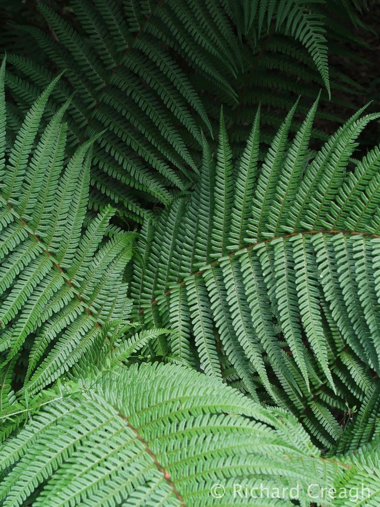 Ferns - Wild