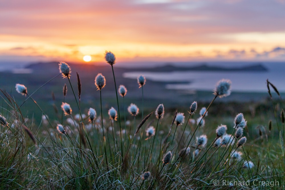 Cotton Grass - Wild