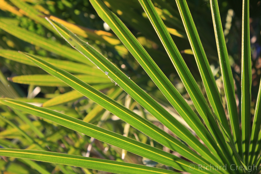 Green Fan - Detail