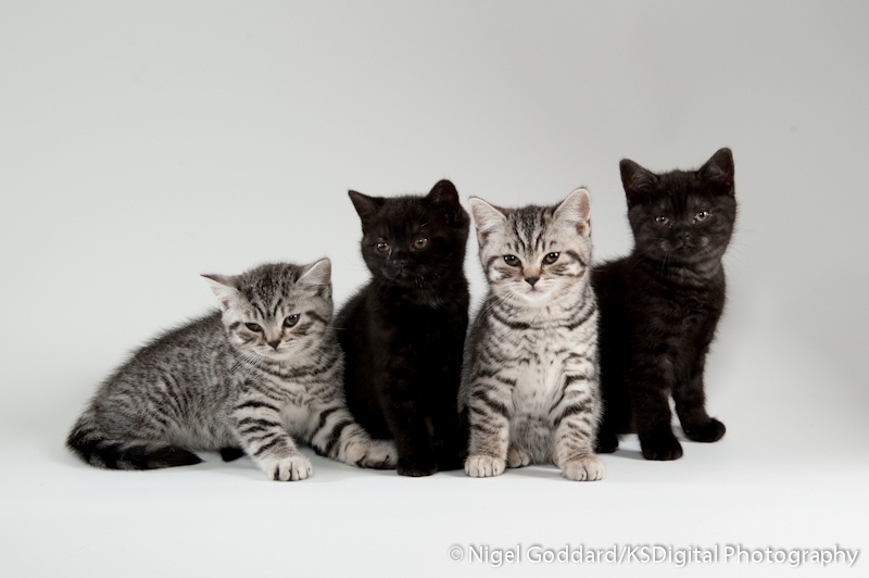The 'ASBO' Kids - Portfolio of British Shorthairs