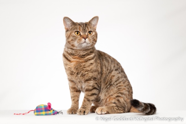 Ch. Tufton Adoramouse - Portfolio of British Shorthairs
