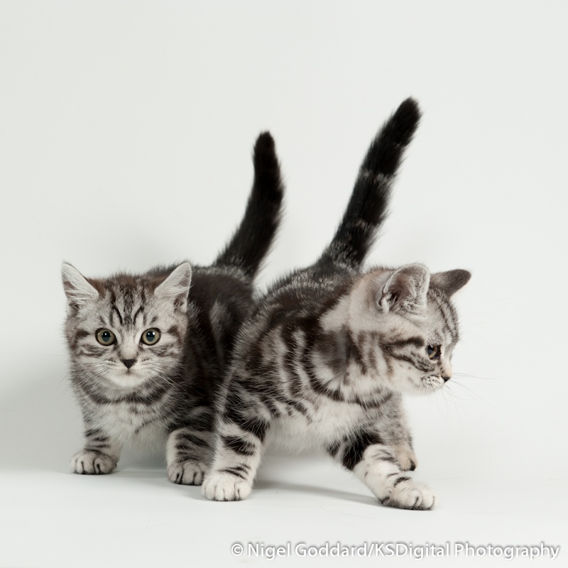 Tufton Mr Rollmop & Tufton Toy Story - Portfolio of British Shorthairs