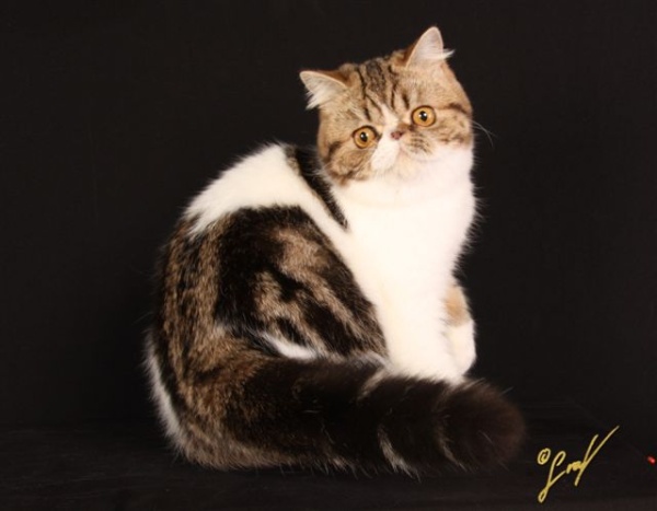 NO COMMENT Edwina Joy - Portfolio of Exotics