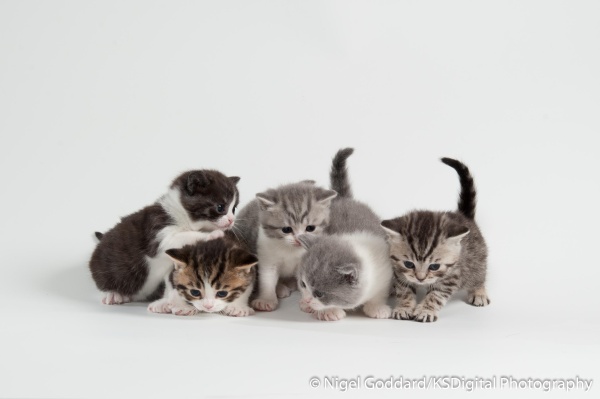 A Bundle of Fun - Portfolio of British Shorthairs