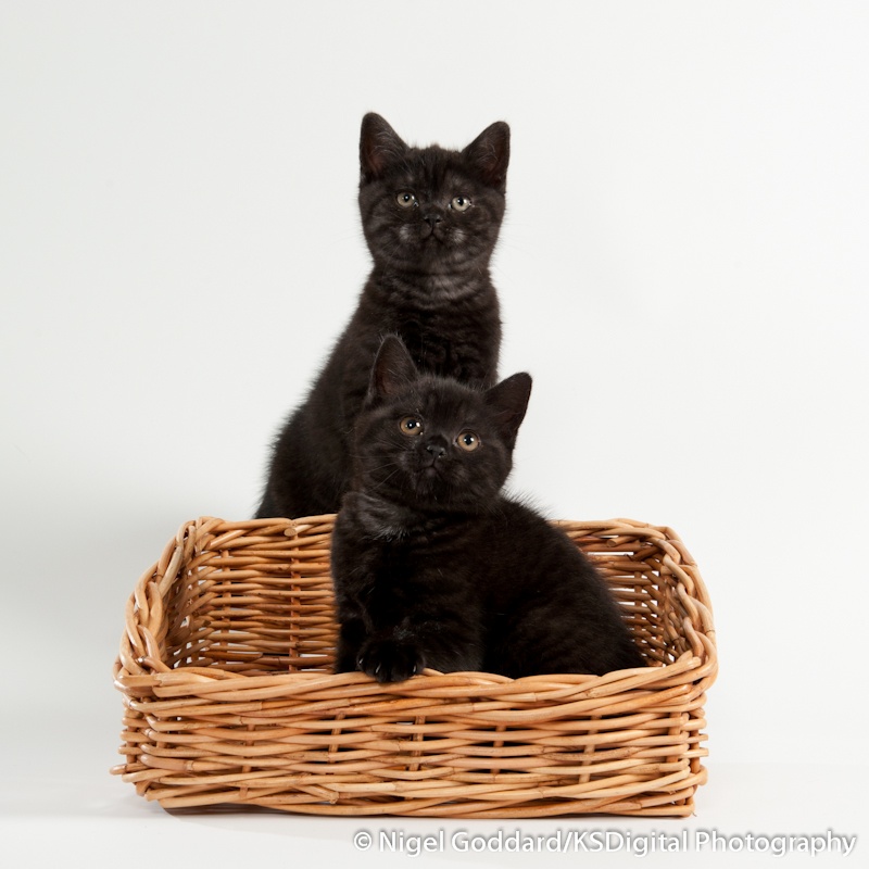 Tufton Smoked Kipper & Tufton Little Black Dress - Portfolio of British Shorthairs