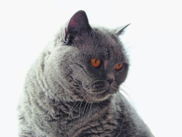 Tufton Cookie Crumble 'Lucy' - Portfolio of British Shorthairs