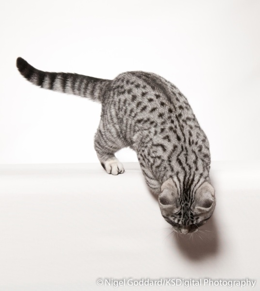 Tufton Miami Inkspot - Portfolio of British Shorthairs