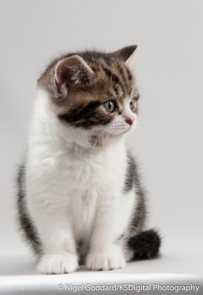 Tufton Lord of the Rings - Portfolio of British Shorthairs