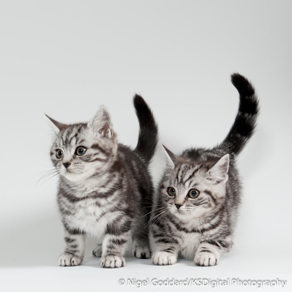  - Portfolio of British Shorthairs