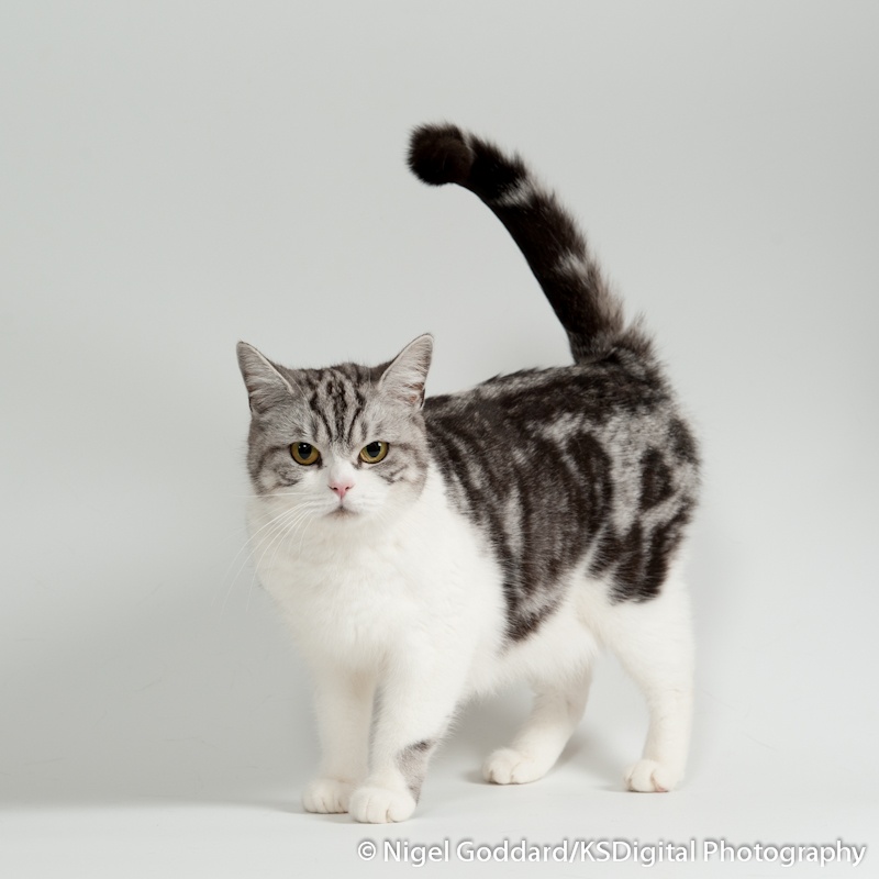 Tufton Masked Lady - Portfolio of British Shorthairs