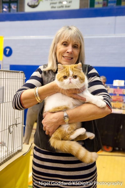 Poe at his first british cat show - Portfolio of Exotics