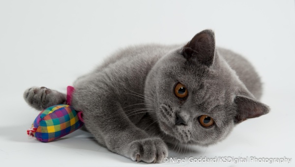 Tufton Blue-Movie - Portfolio of British Shorthairs