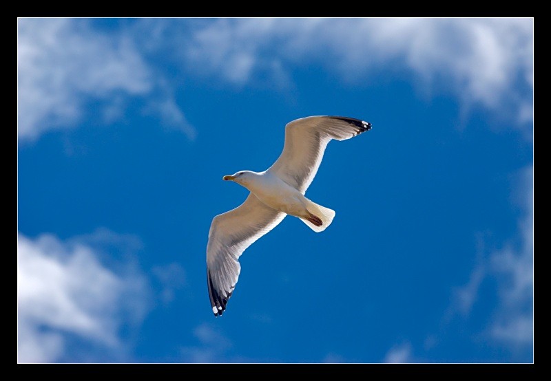 Soaring - Nature
