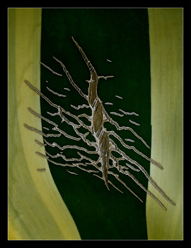 Agave Tattoo - Nature
